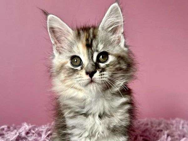 3 chatons femelles Maine Coons LOOF à réserver