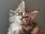 5 chatonnes Maine Coons LOOF à réserver
