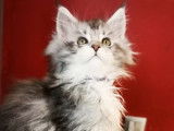 5 chatonnes Maine Coons LOOF à réserver