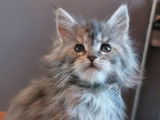 5 chatonnes Maine Coons LOOF à réserver