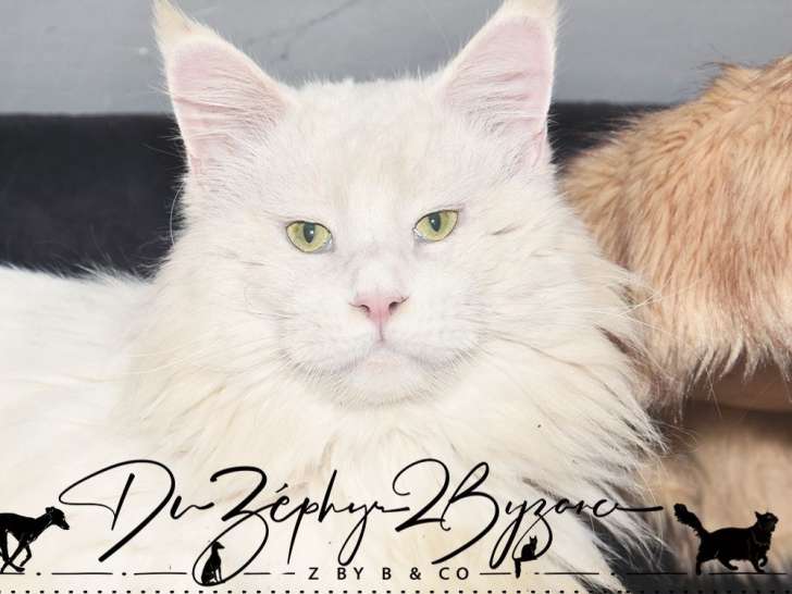1 chatte Maine Coon blanche LOOF à vendre