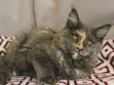 Une chaton femelle Maine Coon LOOF à vendre
