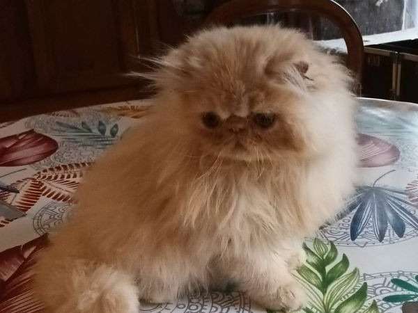 À vendre : un chaton Persan mâle LOOF de septembre 2022