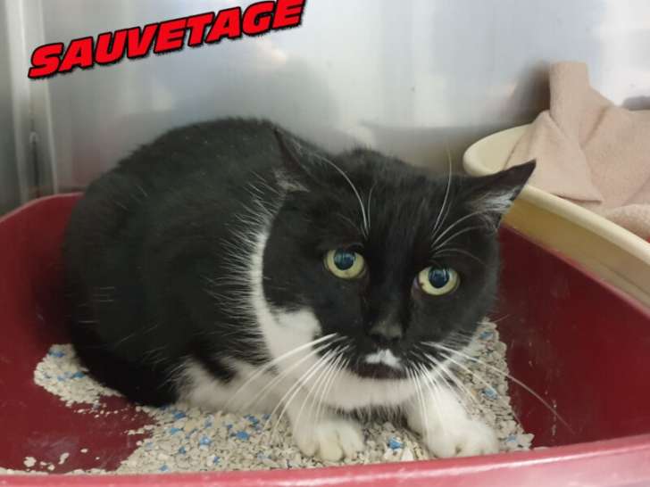 À donner : chatte de 10 ans