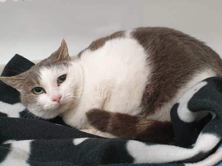 Chatte de 4 ans à adopter