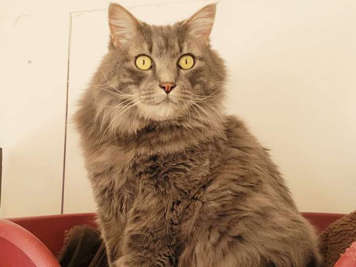 Chat gris de 6 ans à donner