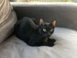 &Agrave; donner: chatte noire