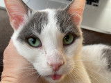Chat mâle bicolore à adopter