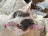Chat mâle bicolore à adopter