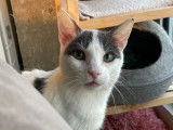 Chat mâle bicolore à adopter