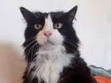 Chatte noir et blanc à adopter
