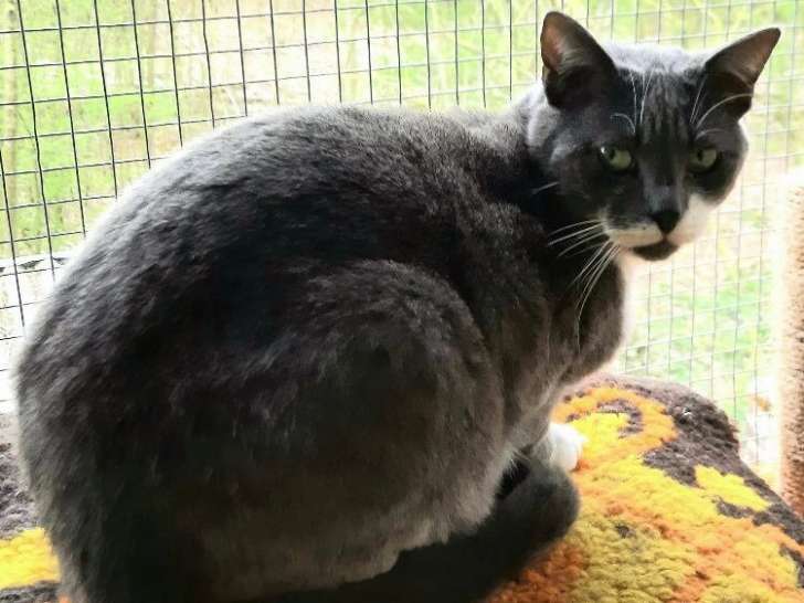Chat à adopter