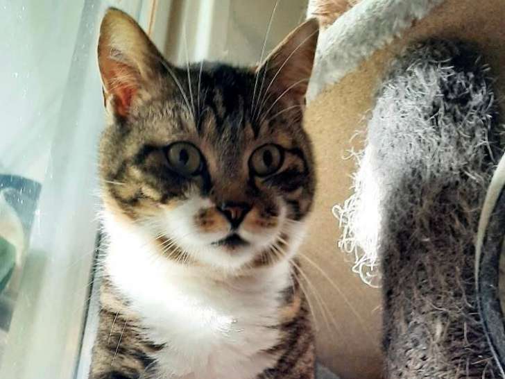 Chat à adopter Petite Annonce chat