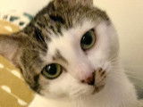 Chatte tigré blanc d'un an à donner
