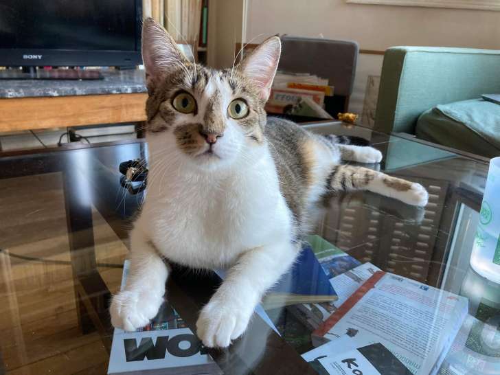 Chatte de 2 ans à adopter