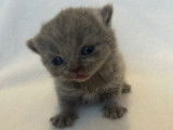 Chatons British Longhair &agrave; vendre