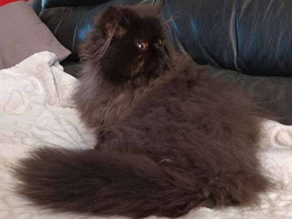 Une chatonne Persan LOOF noire disponible à la vente