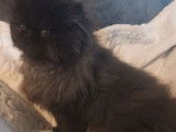 Une chatonne Persan LOOF noire disponible à la vente