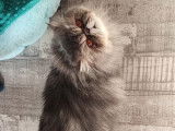 Chatte Persan LOOF bleue d'un an et demi à vendre