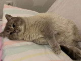 Mâle British Shorthair pour saillie