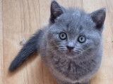 Chatons British Shorthair bleus à vendre