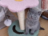 Chatons British Shorthair bleus à vendre