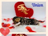À réserver : 7 chatons Bengals LOOF au pelage brown tabby spotted