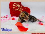 À réserver : 7 chatons Bengals LOOF au pelage brown tabby spotted
