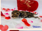 À réserver : 7 chatons Bengals LOOF au pelage brown tabby spotted