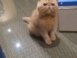 Exotic Shorthair LOOF à vendre