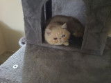 Exotic Shorthair LOOF à vendre