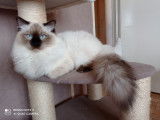 Mâle Ragdoll seal point disponible pour saillie