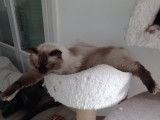 Mâle Ragdoll seal point disponible pour saillie