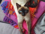 Satine