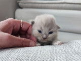 À réserver : chatonne Ragdoll LOOF de couleur blue mink mitted