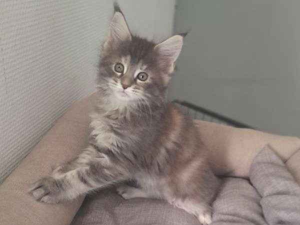 3 chatons Maine Coons LOOF à réserver