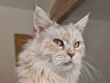 Une chatte Maine Coon de 7 ans de couleur tortie smoke à vendre