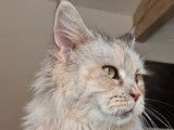 Une chatte Maine Coon de 7 ans de couleur tortie smoke à vendre
