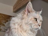 Une chatte Maine Coon de 7 ans de couleur tortie smoke à vendre