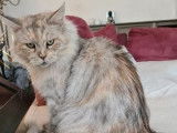 Une chatte Maine Coon de 7 ans de couleur tortie smoke à vendre