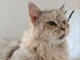 Une chatte Maine Coon de 7 ans de couleur tortie smoke à vendre