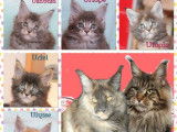 5 chatons Maine Coons LOOF à réserver