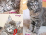 5 chatons Maine Coons LOOF à réserver
