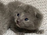 5 chatons Chartreux bleus LOOF à réserver