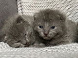 5 chatons Chartreux bleus LOOF à réserver