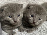 5 chatons Chartreux bleus LOOF à réserver