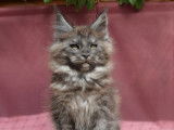 À vendre une chatonne Maine Coon black smoke