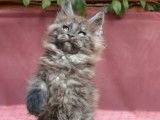 À vendre une chatonne Maine Coon black smoke