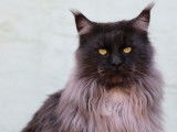 À vendre une chatonne Maine Coon black smoke