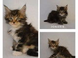 3 chatons Maine Coon LOOF à réserver